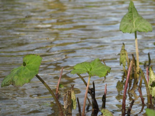 Naturerlebnis Pur Grüne Blätter ragen aus glitschigem Wasser, umgeben von dünnen Stängeln.